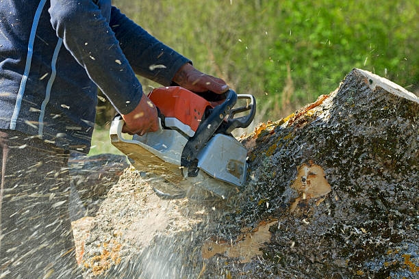 How Our Tree Care Process Works  in  Sunrise Beach Village, TX